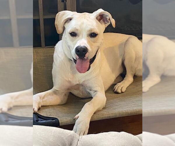 Medium Photo #24 Boxador Puppy For Sale in Princeton, MN, USA