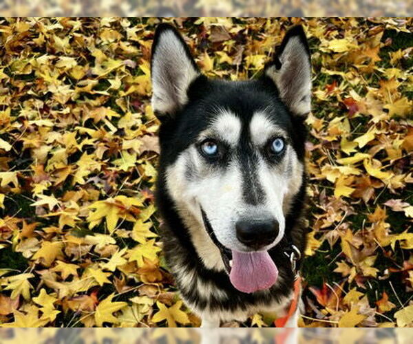 Medium Photo #1 Siberian Husky-Unknown Mix Puppy For Sale in Martinez, CA, USA