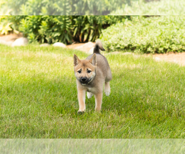 Medium Photo #15 Shiba Inu Puppy For Sale in MILLERSBURG, IN, USA