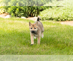 Small #14 Shiba Inu