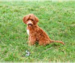 Small #4 Cavapoo (Miniature)