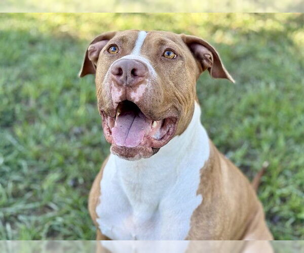 Medium Photo #2 American Pit Bull Terrier-Unknown Mix Puppy For Sale in Tavares, FL, USA