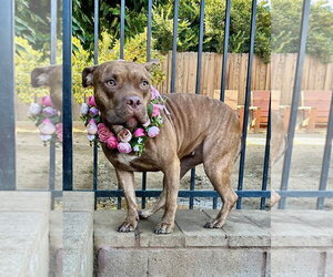 Gryffin - Female American Pit Bull Terrier-Unknown Mix Dog for Adoption - Photo #12