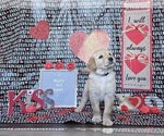 Small Photo #23 Golden Retriever Puppy For Sale in WIGGINS, MS, USA