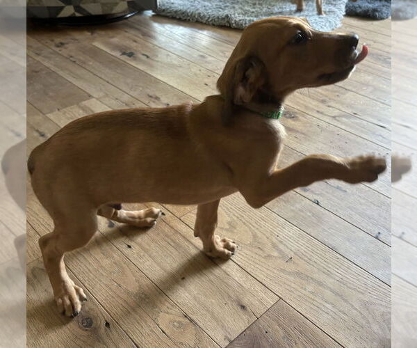 Medium Photo #2 Mutt Puppy For Sale in Springdale, PA, USA