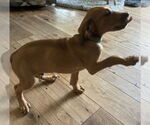 Small #1 Mutt