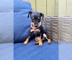 Puppy Pink Collar Miniature Pinscher
