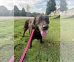 Small Labrador Retriever
