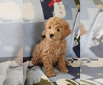 Small Photo #10 Goldendoodle (Miniature) Puppy For Sale in MILWAUKEE, WI, USA