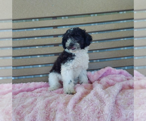 Medium Photo #4 Poodle (Toy) Puppy For Sale in FRYTOWN, IA, USA