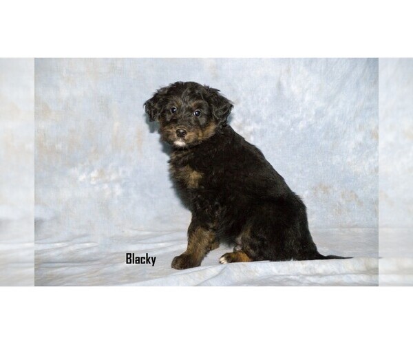 Medium Photo #6 Aussiedoodle Puppy For Sale in CLARE, MI, USA