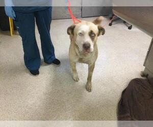 Mutt Dogs for adoption in Riverside, CA, USA