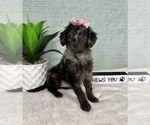 Small Photo #5 Aussiedoodle Miniature  Puppy For Sale in GREENFIELD, IN, USA