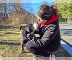 Small #18 American Staffordshire Terrier