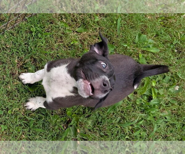 Medium Photo #3 Labrador Retriever-Unknown Mix Puppy For Sale in Southbury, CT, USA