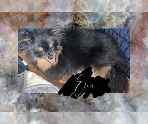 Mother of the Pomeranian puppies born on 10/15/2022