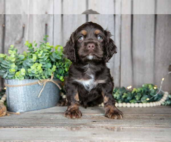 Medium Photo #6 Cocker Spaniel Puppy For Sale in BALTIC, OH, USA