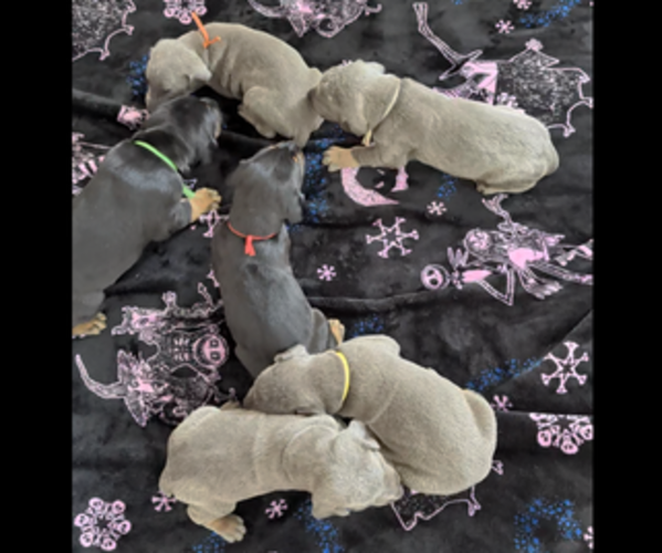Medium Photo #1 Doberman Pinscher Puppy For Sale in BRUNSWICK, MD, USA