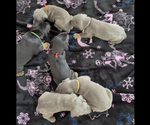 Litter of 5 - Male(s) and Female(s) Doberman PinscherLitter of Puppies for Sale - Small photo