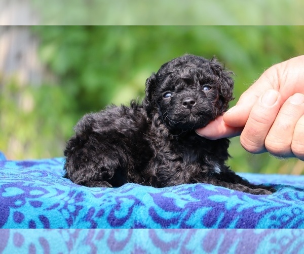 Medium Photo #2 Poodle (Toy) Puppy For Sale in DYERSBURG, TN, USA