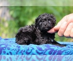 Small #1 Poodle (Toy)