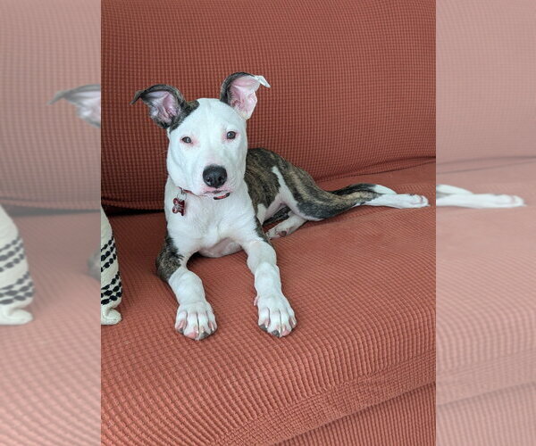 Medium Photo #1 Mutt Puppy For Sale in Lakewood, CO, USA