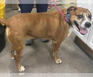 Mastiff-Unknown Mix Dogs for adoption in Forestville, MD, USA