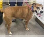 Small Mastiff Mix