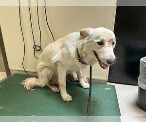 Australian Shepherd-Unknown Mix Dogs for adoption in Denver, CO, USA