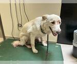 Small Australian Shepherd Mix