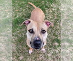 Small #7 American Pit Bull Terrier Mix