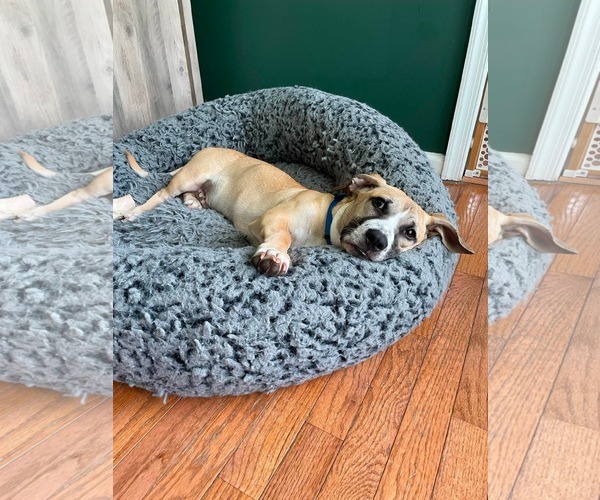 Medium Photo #3 Mutt Puppy For Sale in Derwood, MD, USA