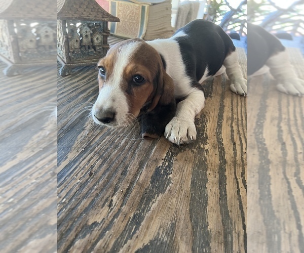 Medium Photo #3 Basset Hound Puppy For Sale in SQUAW VALLEY, CA, USA