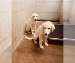 Small #3 Great Pyrenees Mix