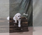 Puppy River Labrador Retriever