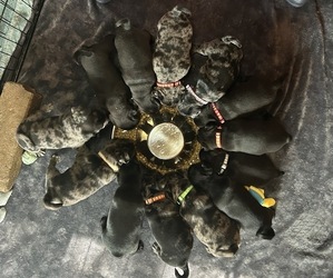Frenchie Pug Litter for sale in BLOOMINGTON, IL, USA