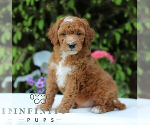 Goldendoodle (Miniature) Puppy for sale in EAST EARL, PA, USA