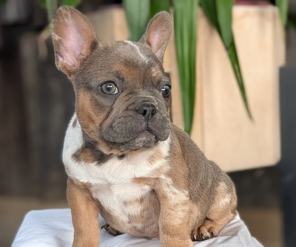 Medium Photo #15 French Bulldog Puppy For Sale in GOSHEN, IN, USA
