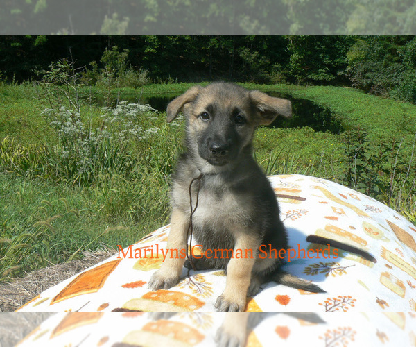 Medium Photo #4 German Shepherd Dog Puppy For Sale in PIEDMONT, MO, USA