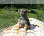 Small #3 German Shepherd Dog