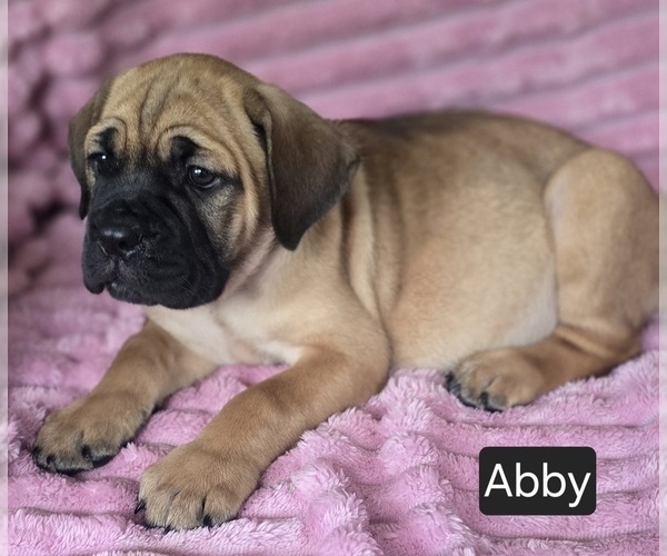 Medium Photo #1 Cane Corso Puppy For Sale in MINERAL WELLS, WV, USA