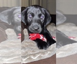 Small Photo #8 Labrador Retriever Puppy For Sale in BATTLE GROUND, WA, USA