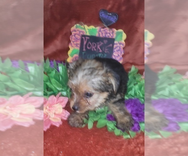 Medium Photo #42 Yorkshire Terrier Puppy For Sale in AKRON, OH, USA