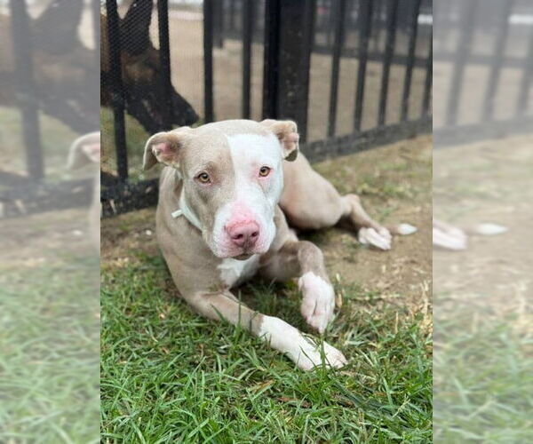 Medium Photo #1 Mutt Puppy For Sale in Riverside, CA, USA