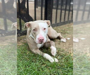 Mutt Dogs for adoption in Riverside, CA, USA