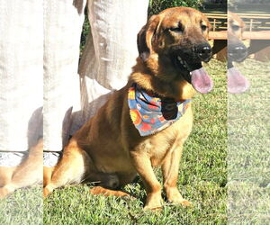 Basset Retriever Dogs for adoption in Wakefield, RI, USA