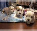 Small Photo #8 Coton de Tulear Puppy For Sale in YELM, WA, USA