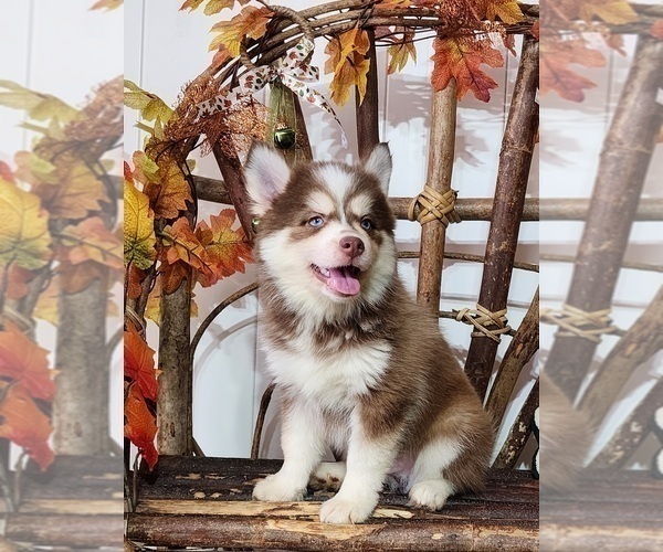 Medium Photo #9 Pomsky Puppy For Sale in RAMONA, CA, USA