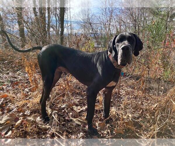 Medium Photo #4 Great Dane Puppy For Sale in Huntersville, NC, USA