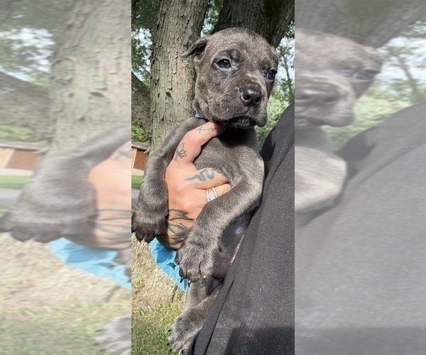 Medium Photo #34 Cane Corso Puppy For Sale in ANDERSON, IN, USA